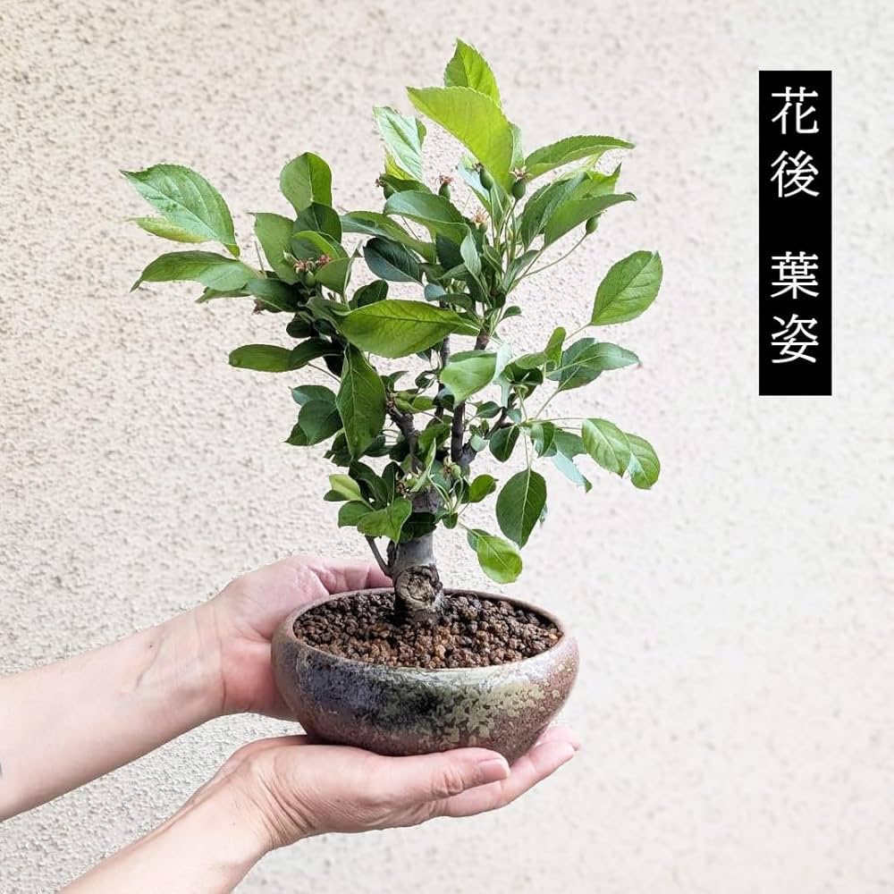 Amazon.co.jp: 遊恵盆栽 盆栽：姫りんご*(瀬戸焼三彩鉢) 実物花盆栽